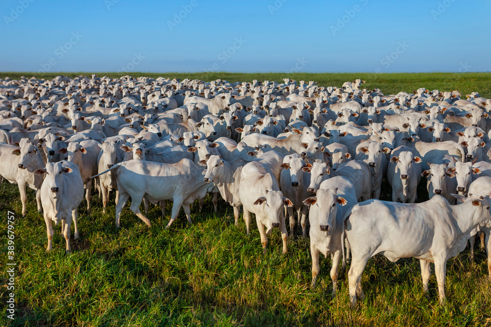 large herd of Nellore cattle on the farm, cows and steers, MS, Brazil