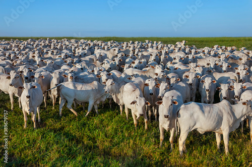 Papier peint large herd of Nellore cattle on the farm, cows and steers, MS, Brazil