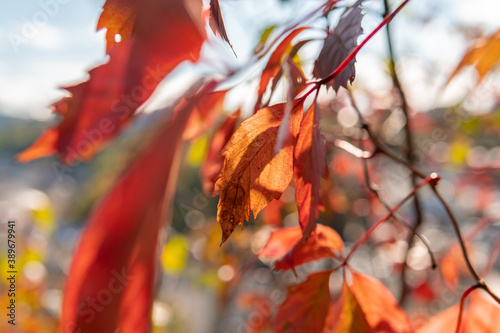Multicolored leaves of the grape outdoors in the autumn, red, orange, yellow and green