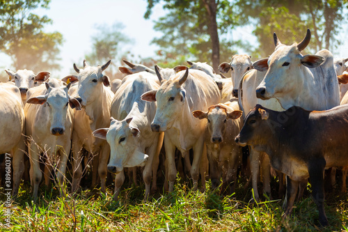 Canvas Print herd of Nellore cows with their Bonsmara insemination calves