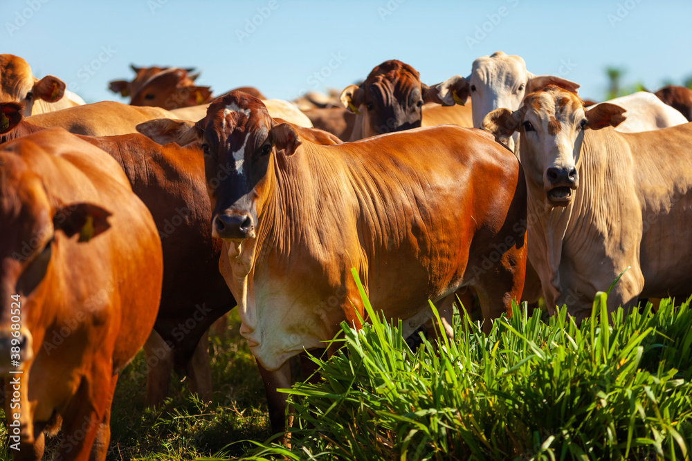 Nellore herd inseminated with Bonsmara calves, Mato Grosso do Sul, Brazil Nellore herd inseminated with Bonsmara calves, Mato Grosso do Sul, Brazil