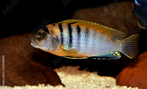 Red Top Hongi Cichlid - (Labidochromis Hongi) photo