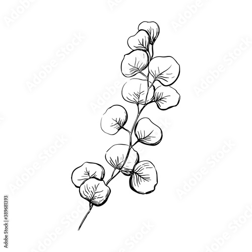 Vector line illustration in eucalyptus sketch style. Branch with leaves Winter medicinal herb. Engraved art. Suitable for cosmetics, medicine, treatment, healthcare, packaging design, aromatherapy.