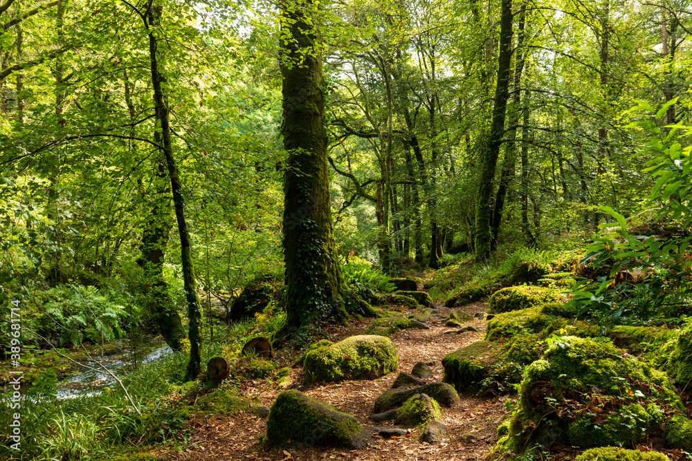 Obraz premium Temperate rocky forest