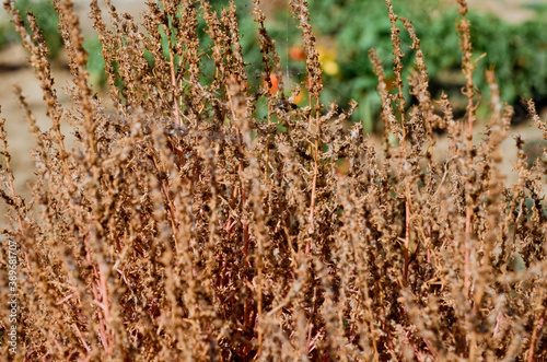 dry grass clippings in the field close-up