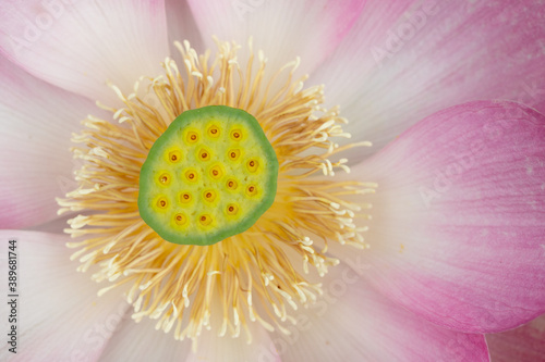 Sacred lotus closeup