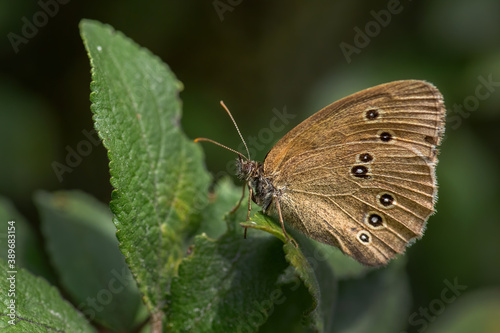 Ringlet butterfly - Aphantopus hyperantus, beautiful brown butterfly from European meadows and steppes, Havraniky, Czech Republic.