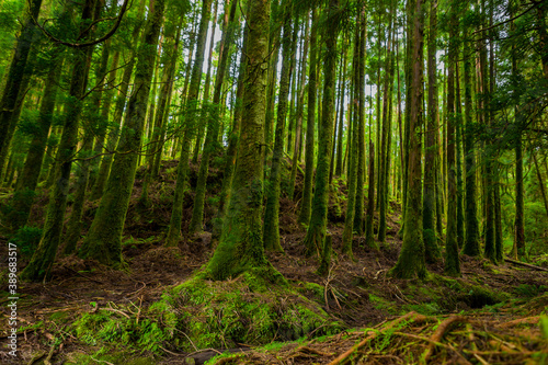 mystic green forest in Azores © Rui Vale de Sousa