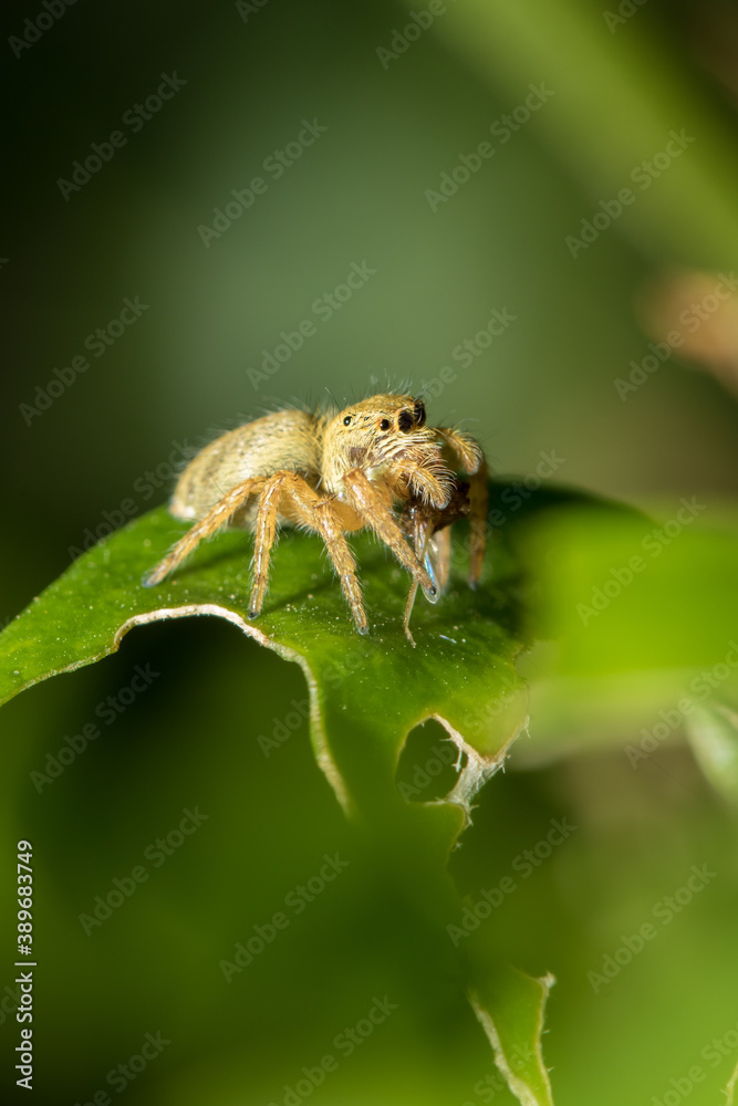 The little spider