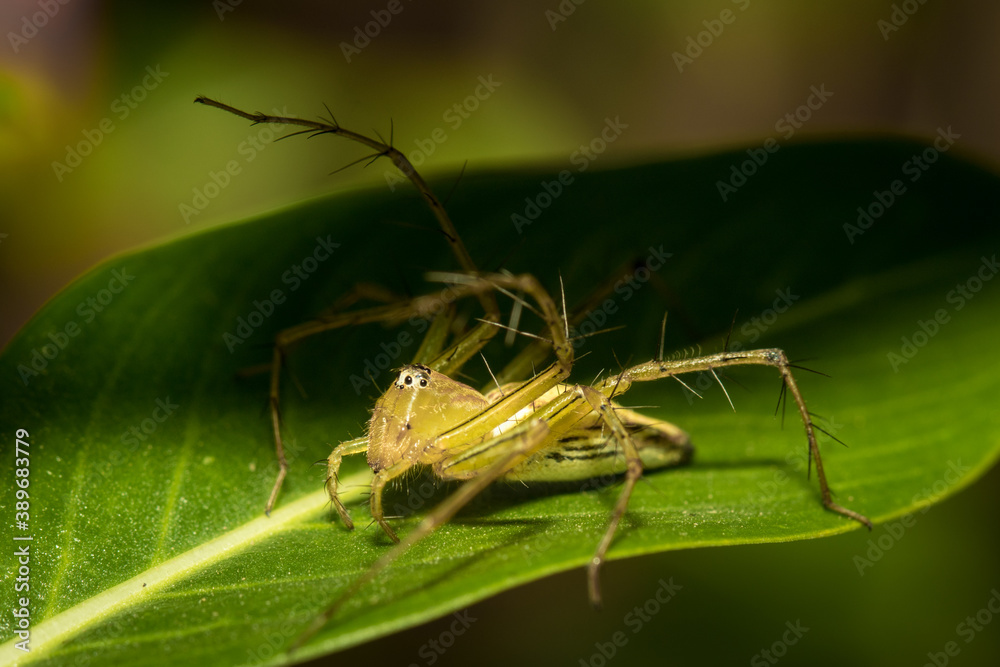 The little spider