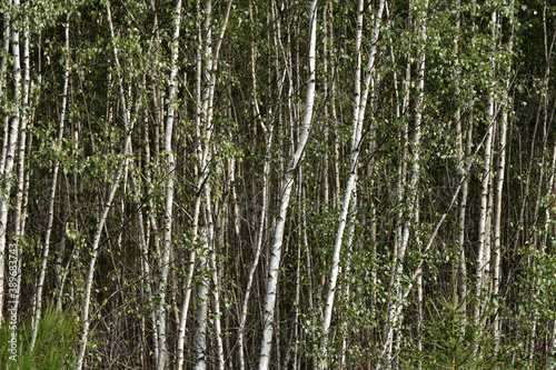 Nationalpark Hunsr  ck-Hochwald