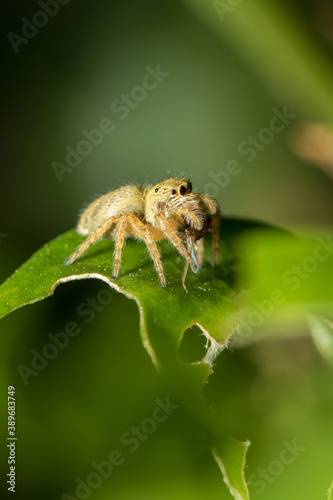The little spider
