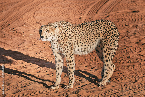 Amazing cheetah close up in Namibia