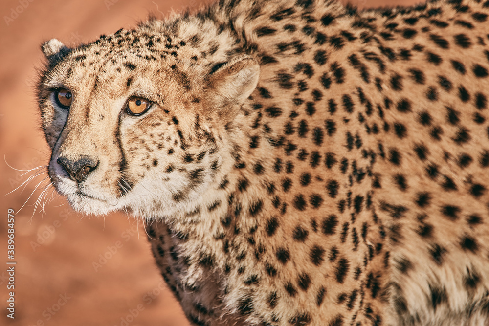 Amazing cheetah close up in Namibia Amazing cheetah close up in Namibia