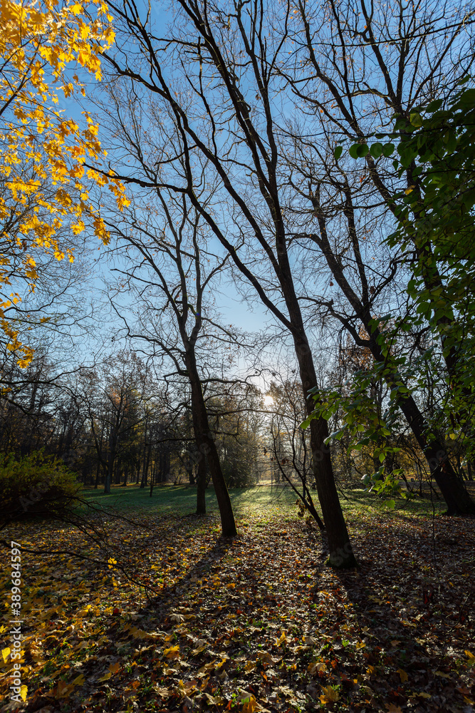 Fototapeta premium Golden autumn in the sunny park.
