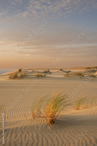 Fototapeta Naklejka Na Ścianę i Meble -  Sand dunes in Kaliningrad. Natural background. Sunrise.