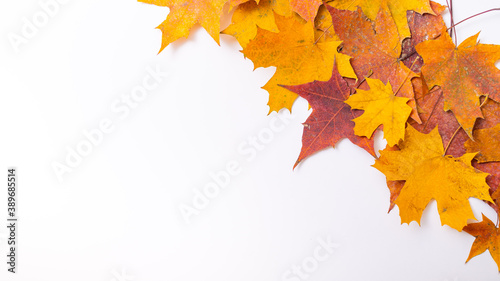 Fallen maple leaves on a white background with blank space. Autumn flat lay