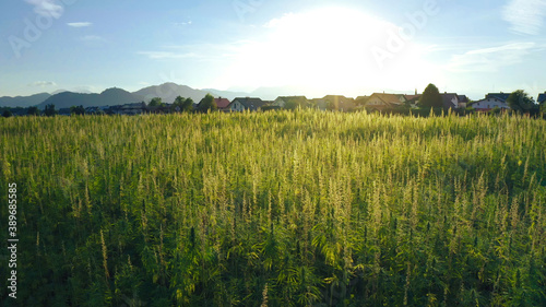 Aerial view of a hemp field. Drone flying over Cannabis plants.