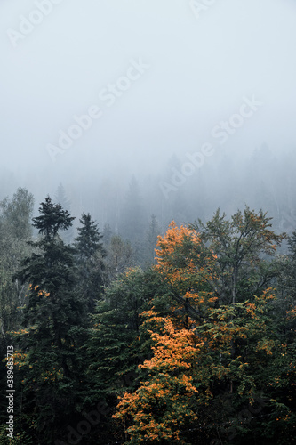 Autumn forest in the fog.