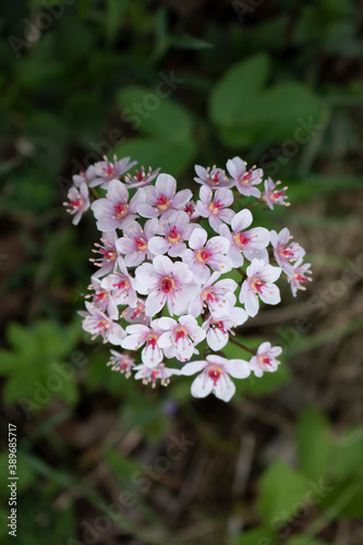 A beautiful Dermera plant in full bloom out in the rural area.
