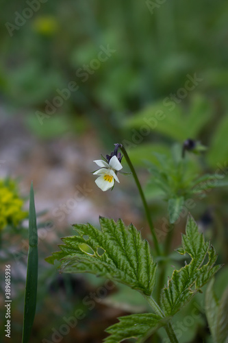 An isolated Viola Arvensis plant in early spring out in lithuanian countryside.