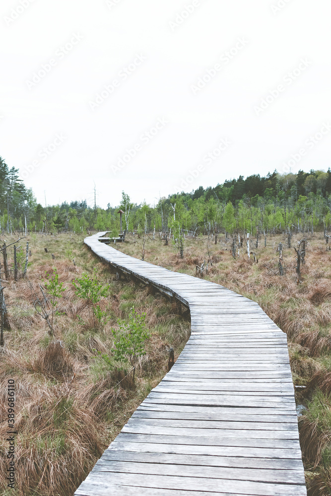 A beautiful pathway in lithuanian swamp Dubrava reserve district.