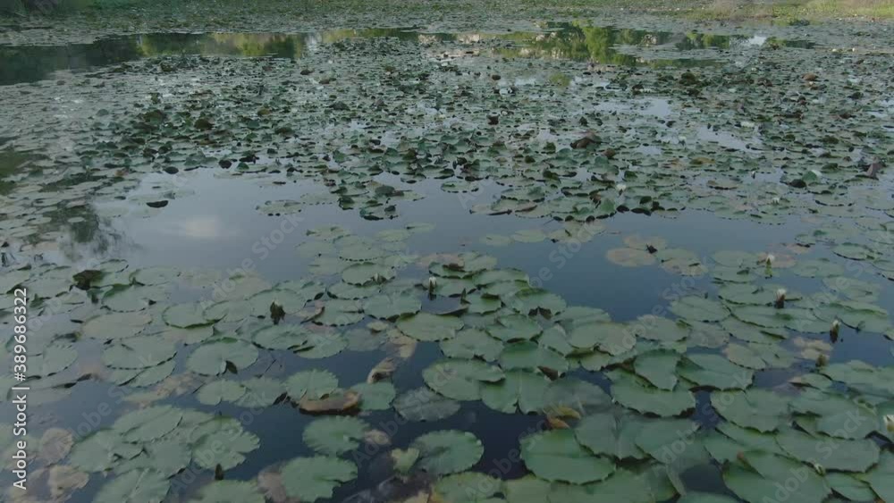 drone fly over a peaceful and calm pond full of lily pads reflecting the early morning light of a summer day
