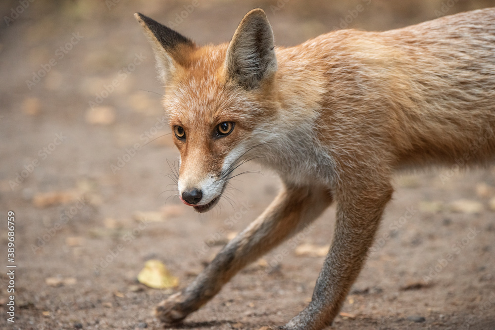 Red Fox near the fence on the territory of the reserve. Red Fox near the fence on the territory of the reserve.