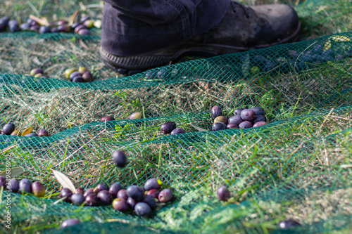 Man standing next to harvested olives on a olive harvesting net. 