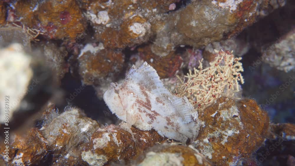 beautiful rare leaf fish on there reef in maldives beautiful rare leaf fish on there reef in maldives
