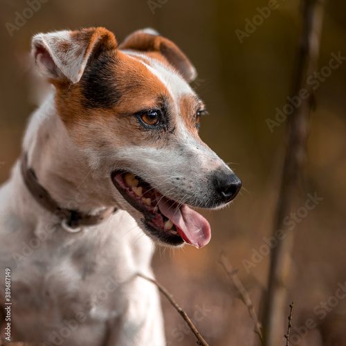 Small white dog Jack Russell terrier beautifully poses for a portrait in the autumn forest. Blurred background and autumn colors, green, yellow, orange, gold.