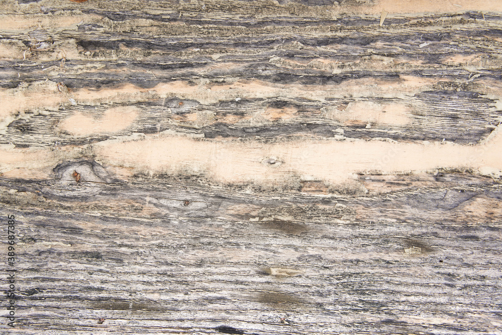 Fototapeta premium Vintage gray wood background, Close up grunge rust wooden texture background, Texture with wood effect brown background.