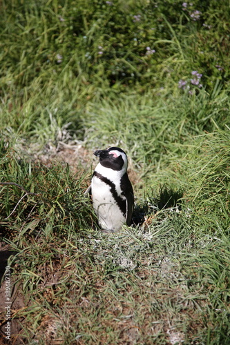 A African Penguin standing and napping under sunshine during Spring at beach of Cape Town,  South Africa