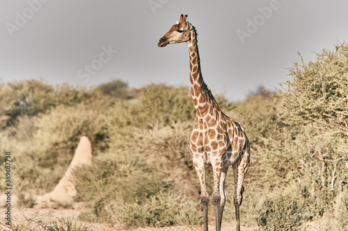 Giraffe in Africa