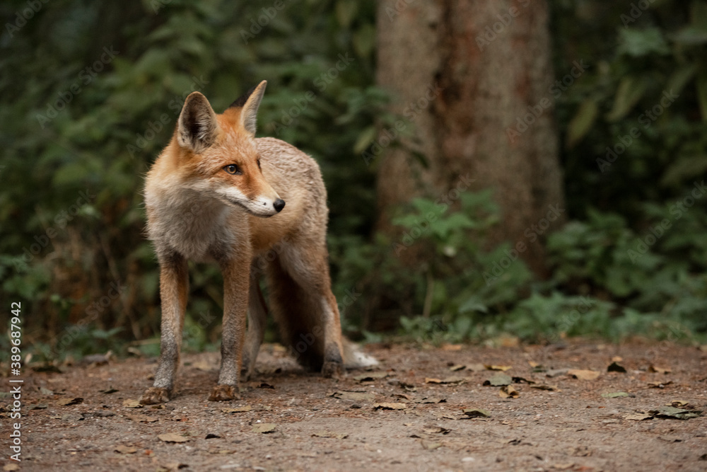 Red Fox near the fence on the territory of the reserve. Red Fox near the fence on the territory of the reserve.