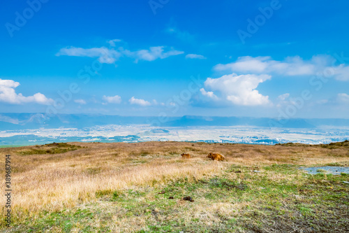 Fototapeta Naklejka Na Ścianę i Meble -  青空の高原の原野に放牧された牛