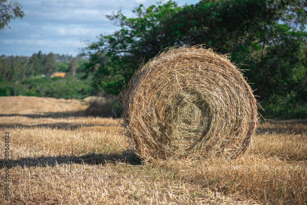Hay rolls in small rural production fields in Brazil Hay rolls in small rural production fields in Brazil