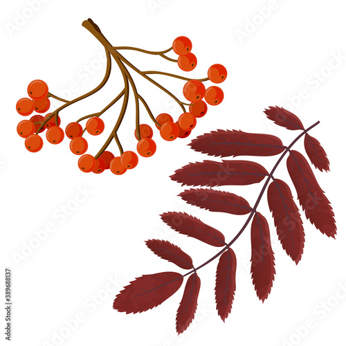 Bunch of red rowan berries isolated