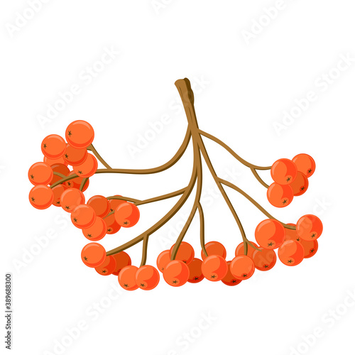 nature symbol rowan berries fall