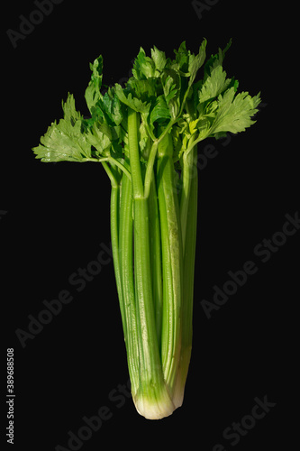 green celery branch isolated on black background, natural sunlight