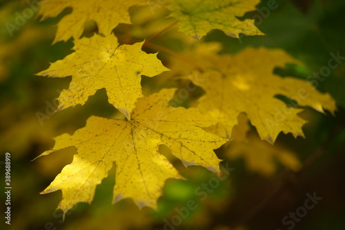Autumn maple tree with big yellow leaves on the tree.