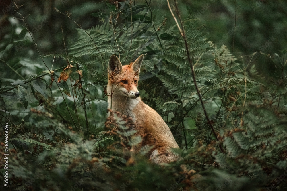 Fototapeta premium Red Fox sitting in the green thickets of the forest.