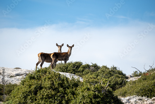 Red deer in the mountain with blue sky a the background.