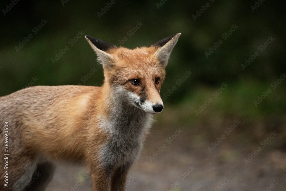 Red Fox near the fence on the territory of the reserve.