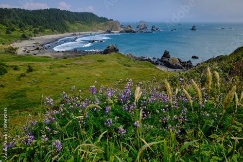 Lupines border view of spectacular coastline view near Brookings, Oregon photo