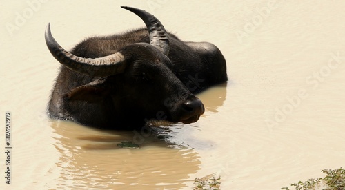 Relaxed Wild Buffalo under Mud Water with Rain Forest © TAK