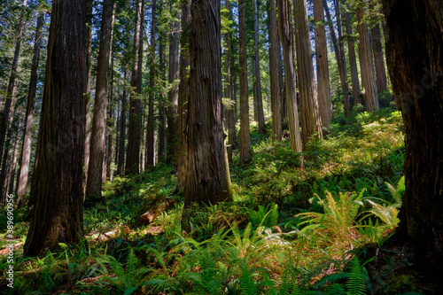 Sloping hillside in Jedediah Smith Redwoods State Park  CA