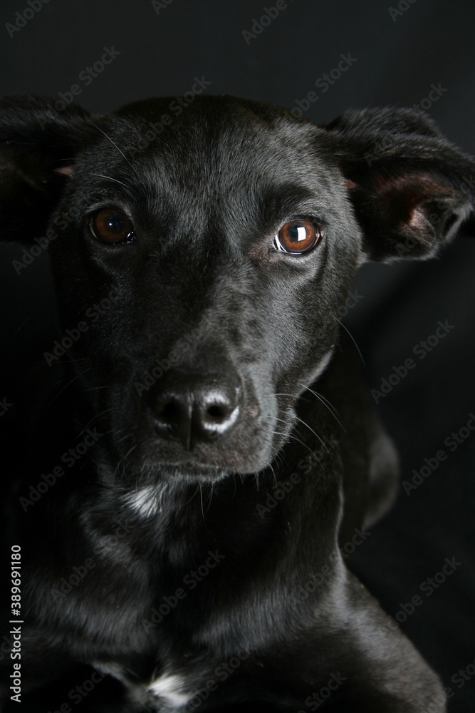 Mixed Breed Puppy Mixed Breed Puppy
