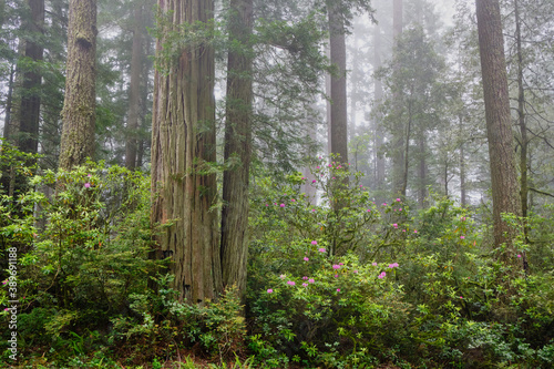 Large bushes of blooming rhododendrons dwarfed by tall coastal redwoods.