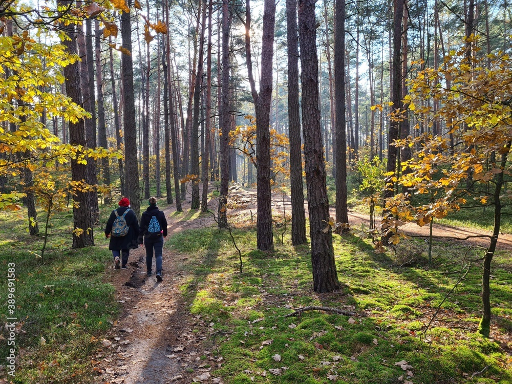 Jesień w Parku Kampinoskim